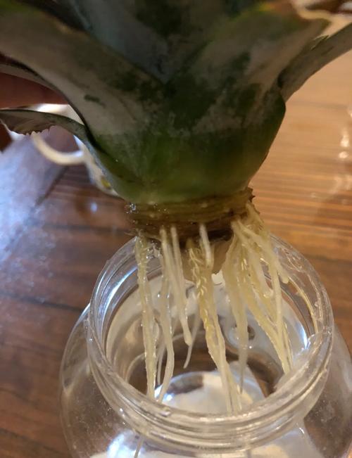 种植菠萝头怎么种?从选冠芽到成活的全步骤指南 五、浇定根水