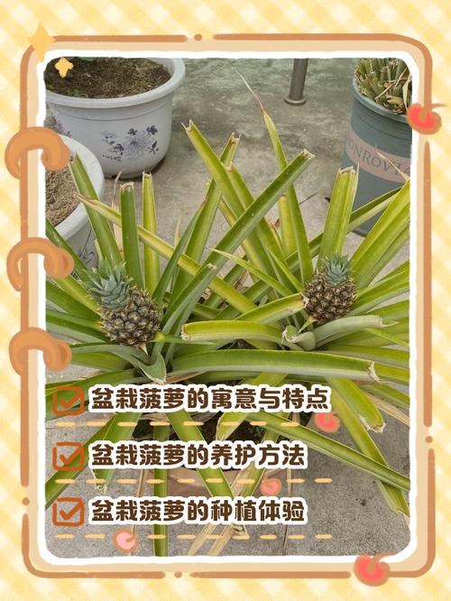 种植菠萝头怎么种?从选冠芽到成活的全步骤指南 四、栽植深度