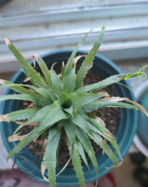 种植菠萝头怎么种?从选冠芽到成活的全步骤指南 六、缓苗管理