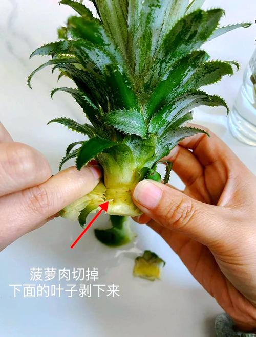 种植菠萝头怎么种?从选冠芽到成活的全步骤指南 七、成活注意事项
