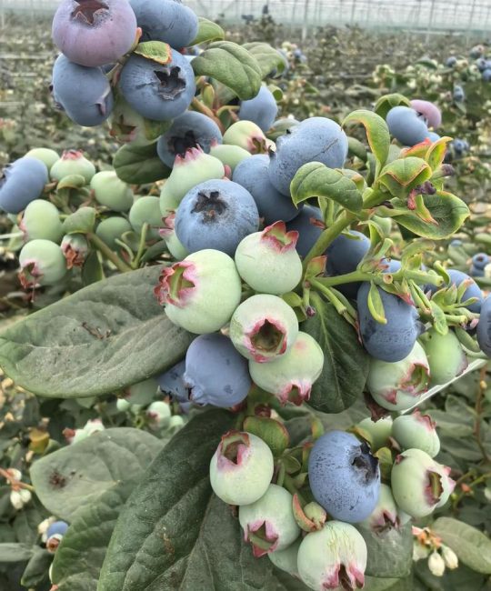 蓝莓一年可以结几次果？掌握这2次结果规律，亩产轻松破3000斤