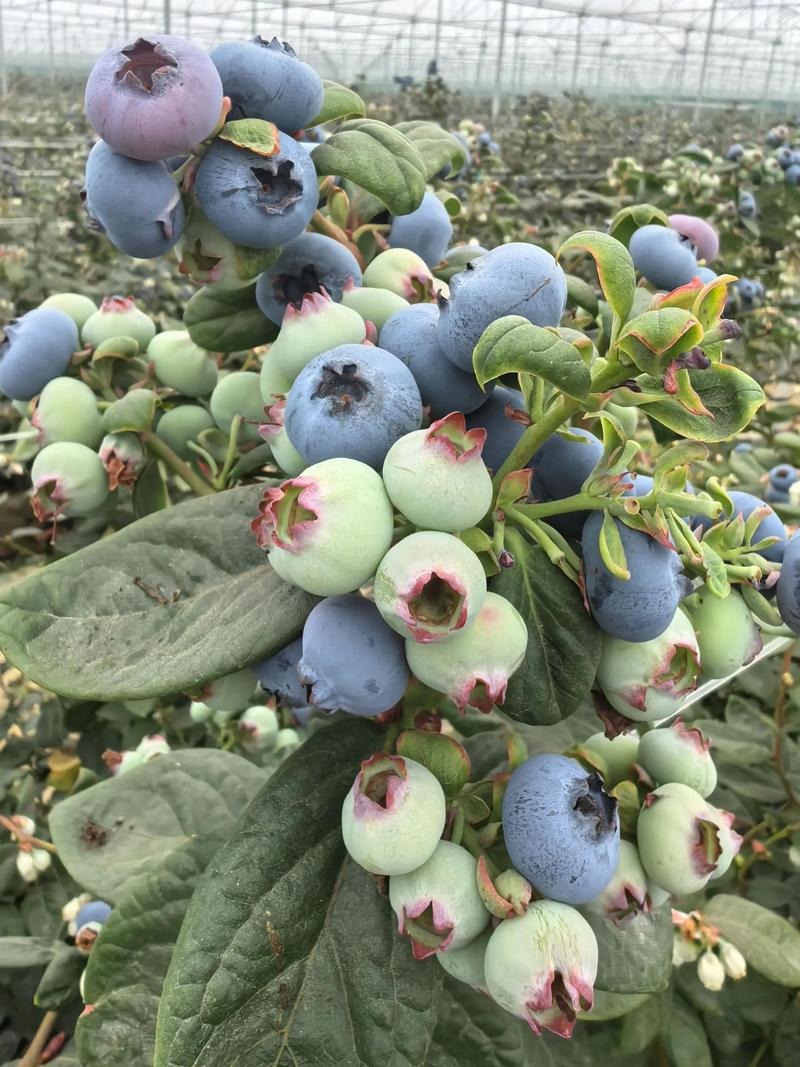 蓝莓一年可以结几次果?掌握这2次结果规律,亩产轻松破3000斤 蓝莓一年可以结几次果?掌握这2次结果规律,亩产轻松破3000斤
