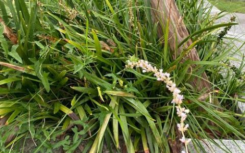 山麦冬可以代替麦冬吗？功效区别与种植指南