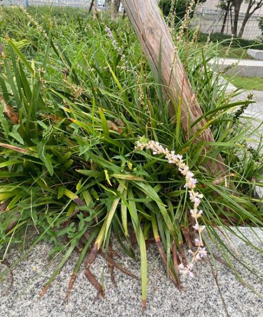 山麦冬可以代替麦冬吗？功效区别与种植指南
