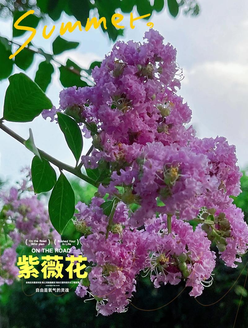 紫薇花是什么样的花?从形态特征到养护技巧全解析 形态特征