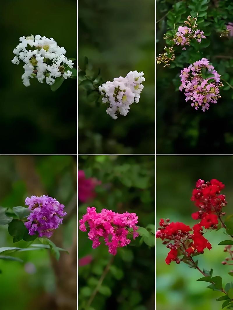 紫薇花是什么样的花?从形态特征到养护技巧全解析 识别要点