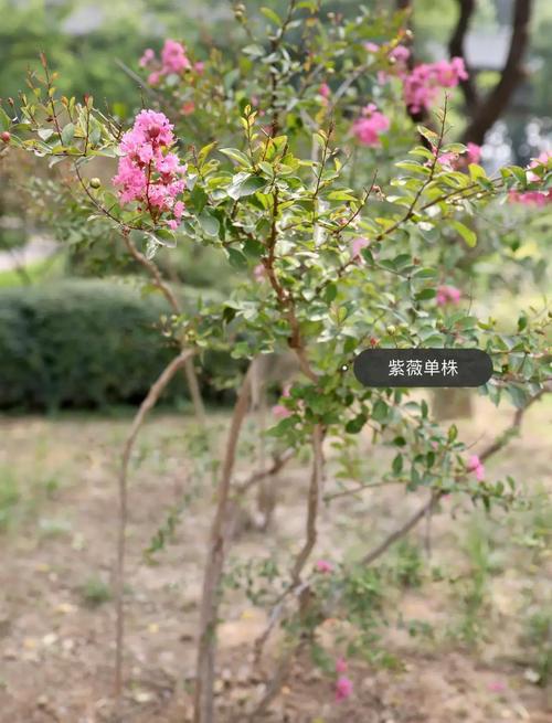 紫薇花是什么样的花?从形态特征到养护技巧全解析 盆栽与地栽选择决策