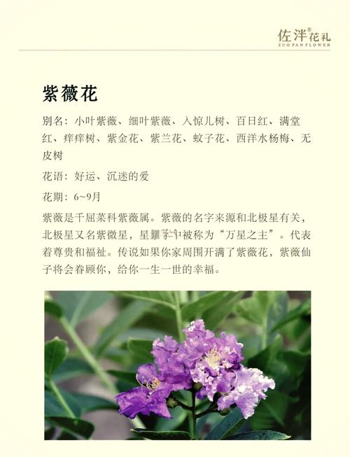 紫薇花是什么样的花?从形态特征到养护技巧全解析 常见误区与纠正