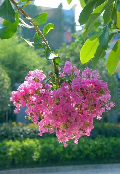 紫薇花是什么样的花?从形态特征到养护技巧全解析 总结