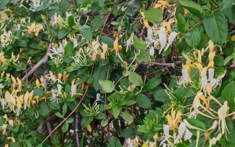 金银花是什么样子？忍冬科忍冬属的半常绿藤本植物
