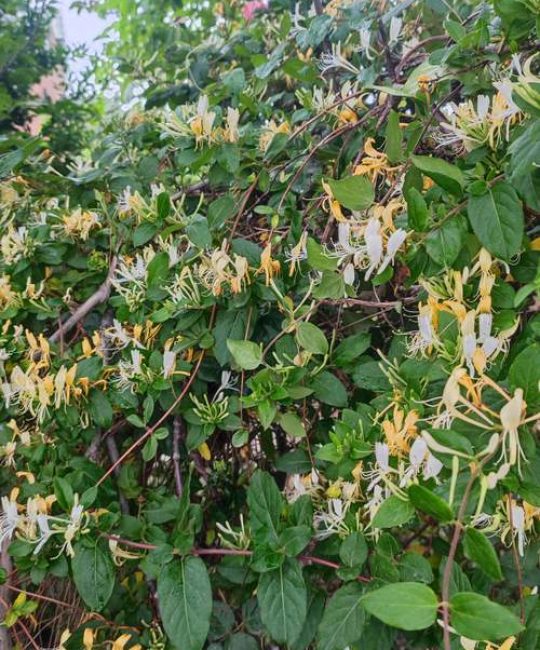 金银花是什么样子？忍冬科忍冬属的半常绿藤本植物