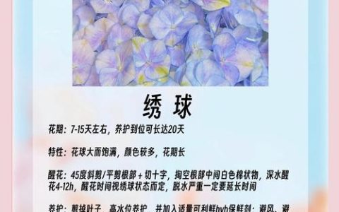 绣球花的花期是多少？一文看懂品种差异与促花技巧