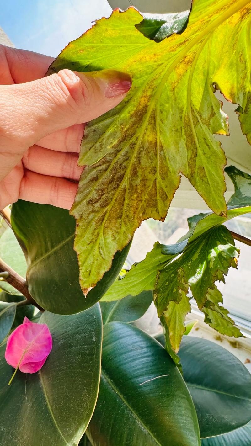 海棠树常见病虫害识别与防治全攻略 海棠树常见病虫害识别与防治全攻略
