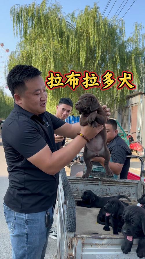 纯种拉布拉多价格多少钱一只?2025年最新行情分析与影响因素 产地:犬舍地域与繁殖水平