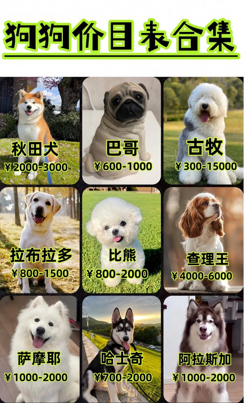 纯种拉布拉多价格多少钱一只?2025年最新行情分析与影响因素 规格:年龄、体型、血统证书等级