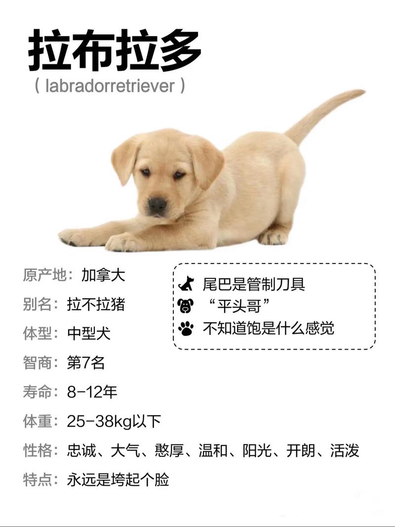 纯种拉布拉多价格多少钱一只?2025年最新行情分析与影响因素 常见问题(FAQ)