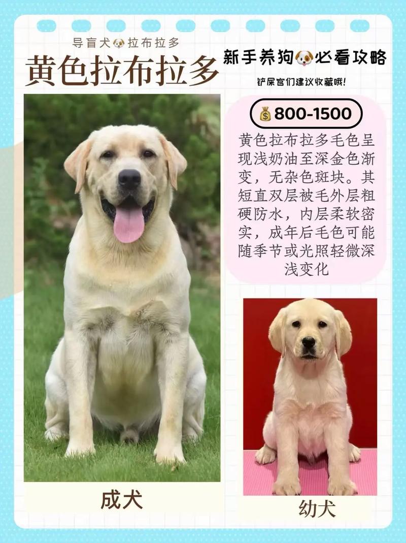 纯种拉布拉多价格多少钱一只?2025年最新行情分析与影响因素 数量:单只与批量购买折扣