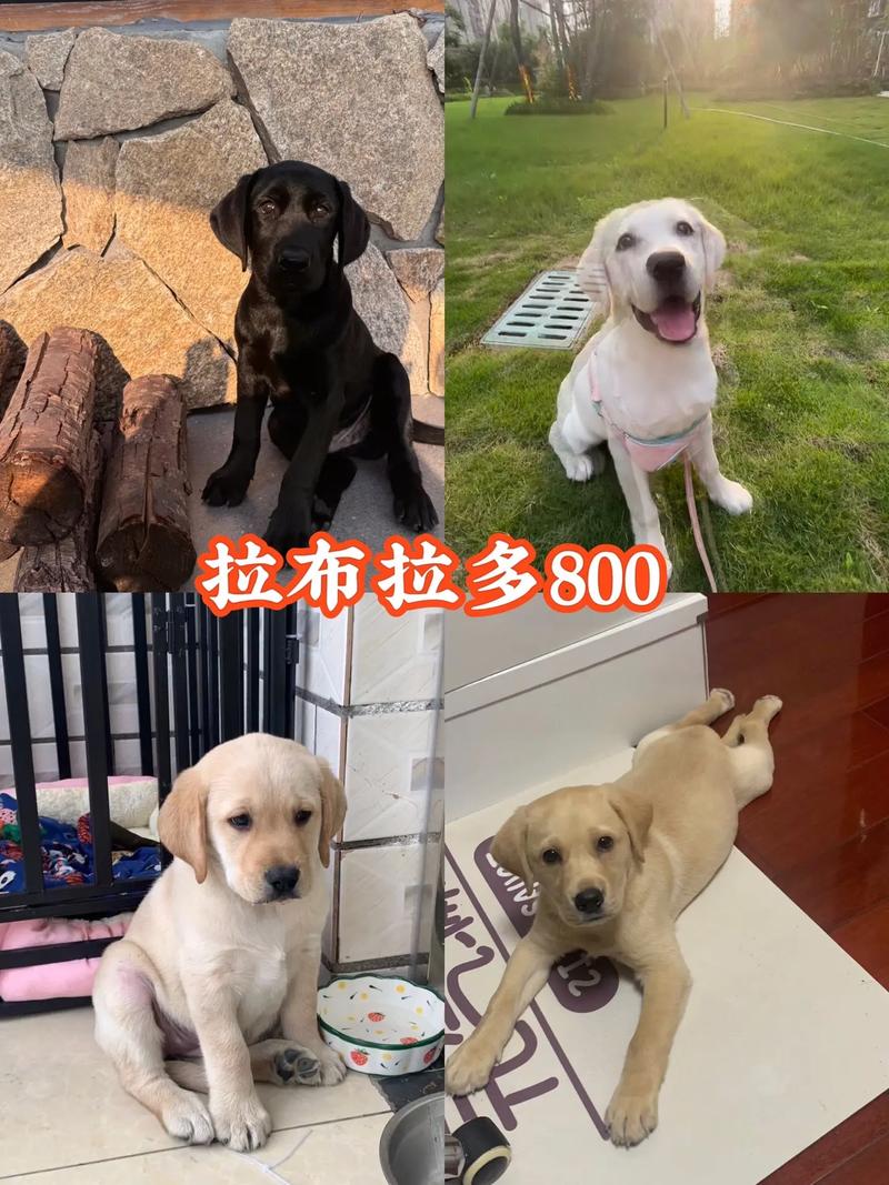 纯种拉布拉多价格多少钱一只?2025年最新行情分析与影响因素 运输:物流费用与包装风险