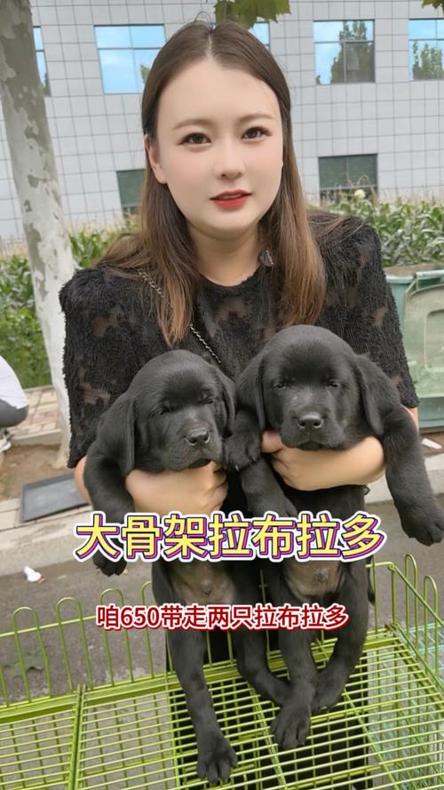 纯种拉布拉多价格多少钱一只?2025年最新行情分析与影响因素 咨询指南:获取您的专属报价