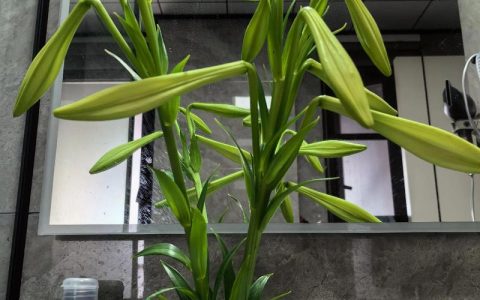 百合花剪了还会长吗？花后修剪关键动作与复壮指南