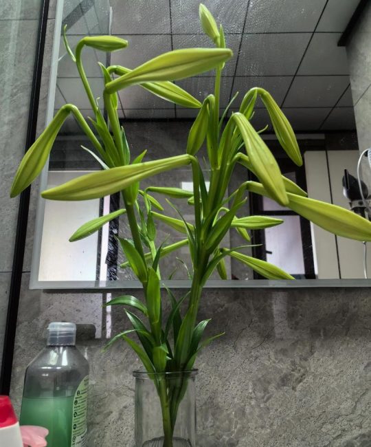 百合花剪了还会长吗？花后修剪关键动作与复壮指南