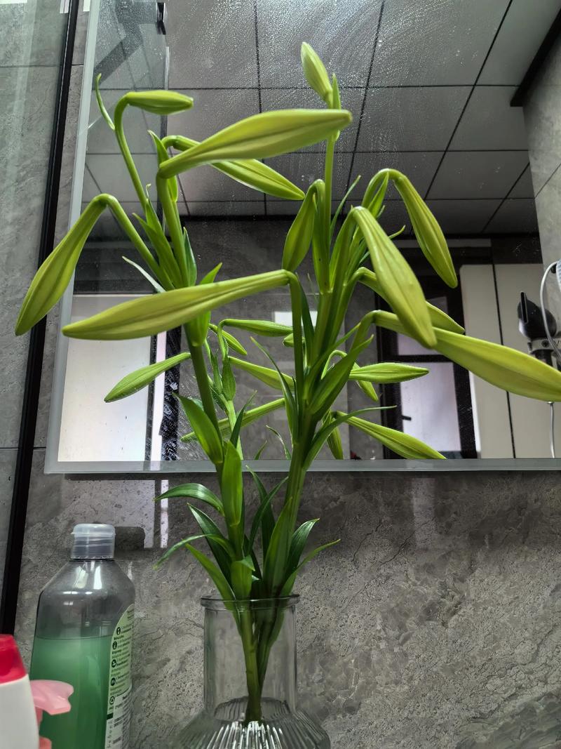 百合花剪了还会长吗?花后修剪关键动作与复壮指南 百合花剪了还会长吗?花后修剪关键动作与复壮指南