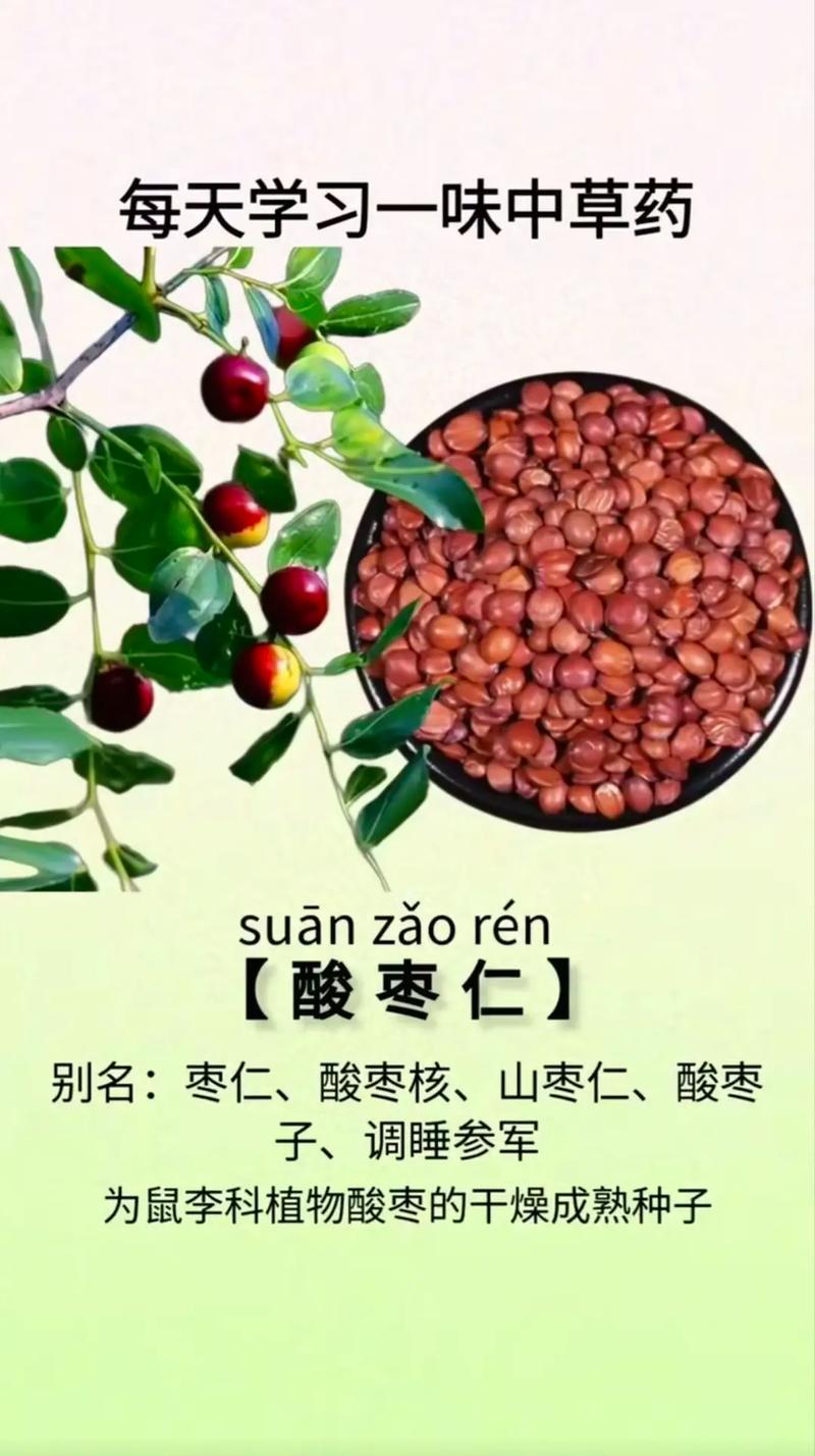 酸枣仁是种子吗?一文读懂它的真实身份与养生价值 四、酸枣仁的经典养生功效