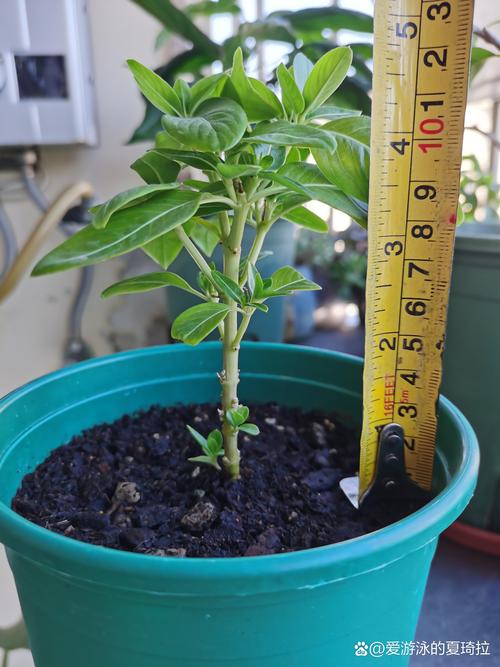 长春花根系发达吗?一文读懂根系特点与盆栽地栽全攻略 光照与水肥精准方案