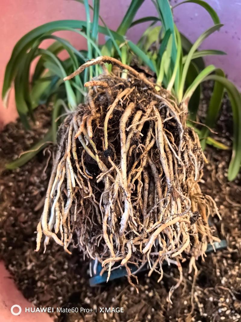 长春花根系发达吗?一文读懂根系特点与盆栽地栽全攻略 盆栽/地栽选择决策