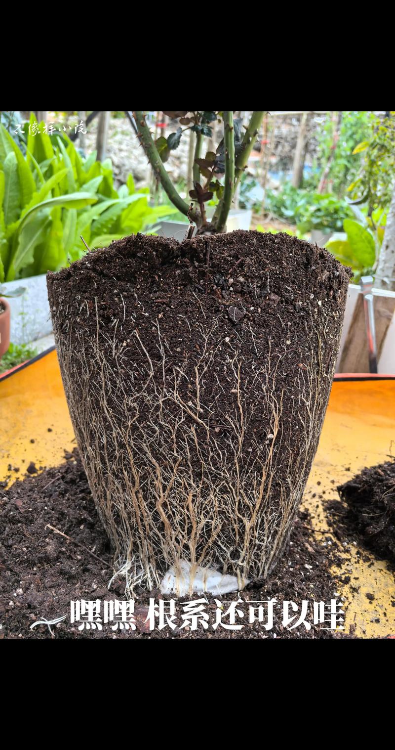 长春花根系发达吗?一文读懂根系特点与盆栽地栽全攻略 修剪促花系统指导