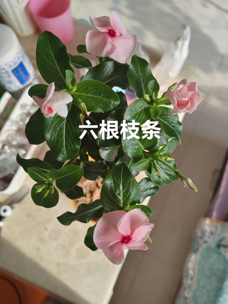 长春花根系发达吗?一文读懂根系特点与盆栽地栽全攻略 常见误区与纠正