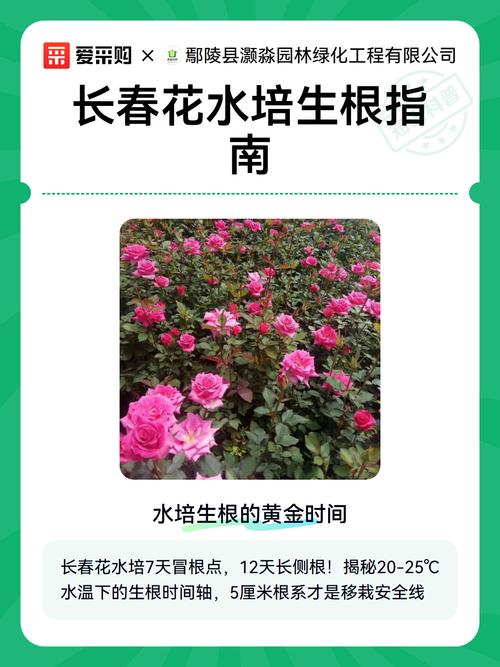 长春花根系发达吗?一文读懂根系特点与盆栽地栽全攻略 总结