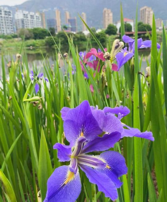 黛尾花与鸢尾花的区别及种植指南