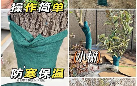 核桃树冬天怎么防冻