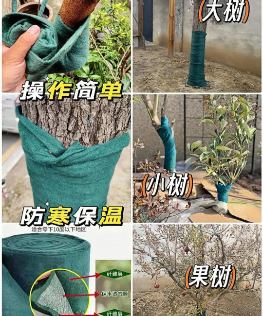 核桃树冬天怎么防冻