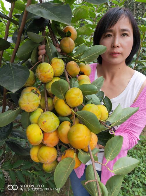 柿子苗批发多少钱?2025年最新价格参考及采购指南 一、规格:地径与高度决定价格基数