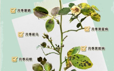 月季花的叶子发黑是什么原因？记住这3大原因和解决方法