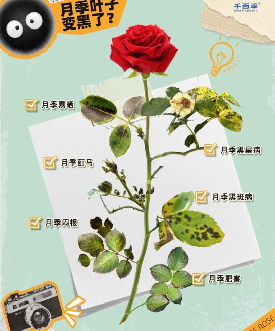月季花的叶子发黑是什么原因？记住这3大原因和解决方法