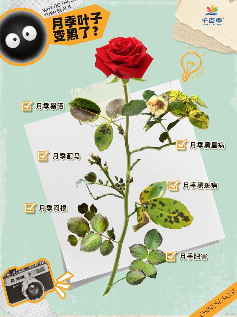 月季花的叶子发黑是什么原因?记住这3大原因和解决方法 月季花的叶子发黑是什么原因?记住这3大原因和解决方法
