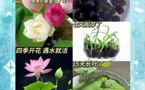 碗莲种子需要晒太阳吗？正确光照指南助你培育出美丽荷花