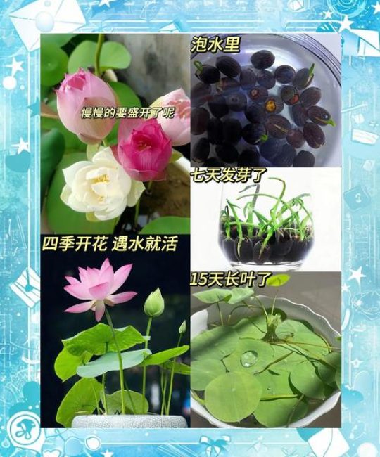 碗莲种子需要晒太阳吗？正确光照指南助你培育出美丽荷花