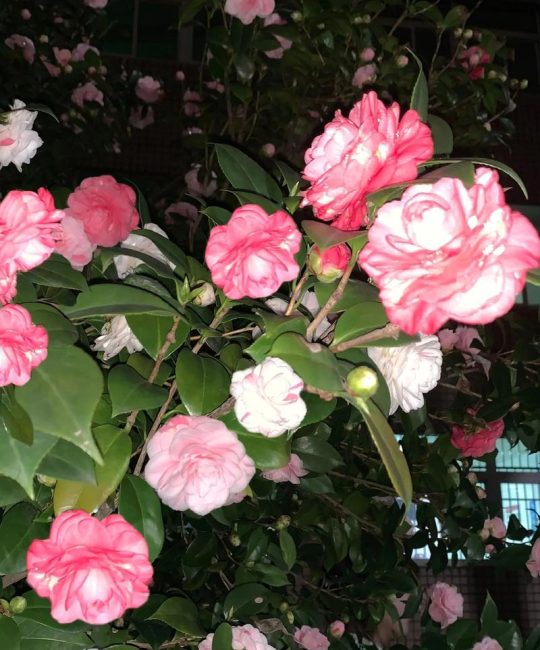 山茶花好养吗？花期长且香气淡？家庭盆栽与地栽养护全指南