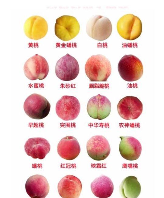 桃子在国内有多少种？——从南到北的品种盛宴