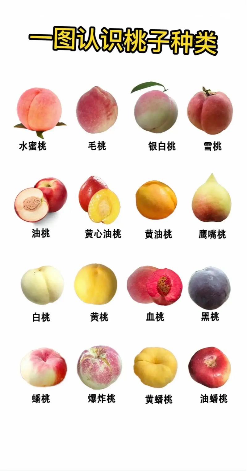 桃子在国内有多少种?——从南到北的品种盛宴 二、按果实类型分类