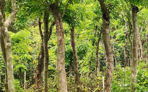 黄花梨二十年树龄值钱吗？从园艺角度深度剖析其价值