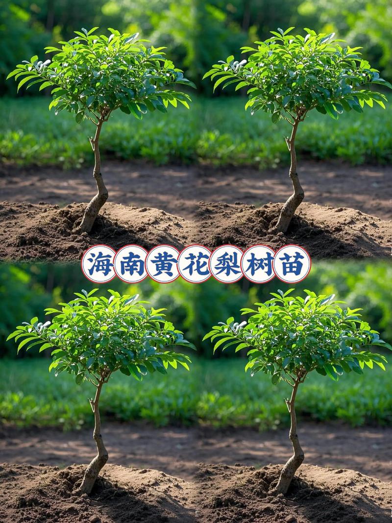 黄花梨二十年树龄值钱吗?从园艺角度深度剖析其价值 二十年树龄在黄花梨生命周期中的定位