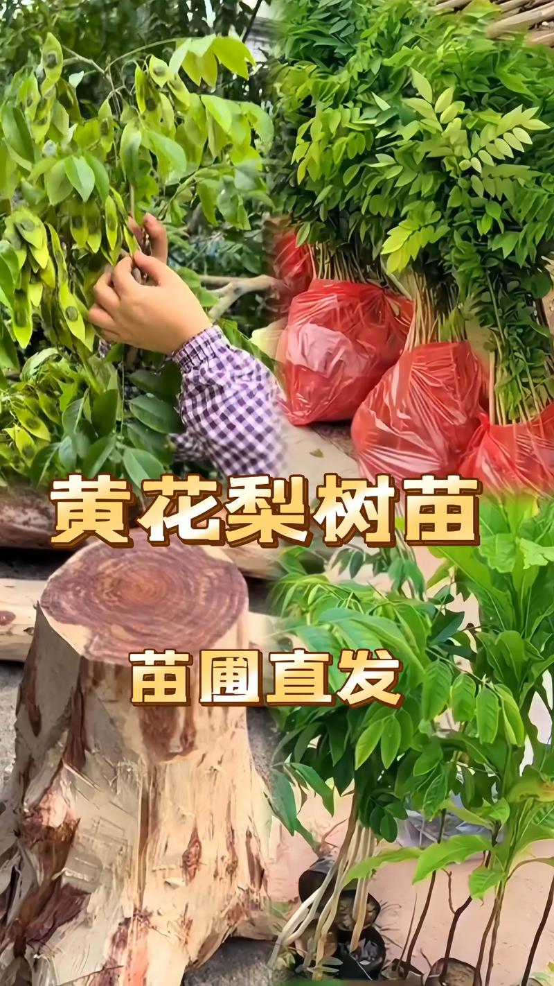 黄花梨二十年树龄值钱吗?从园艺角度深度剖析其价值 栽培要点与价值提升策略