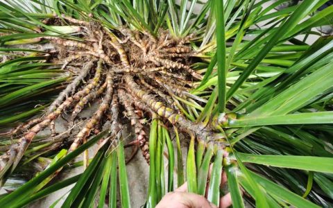 石菖蒲种植全攻略：亩产多少斤？盆栽地栽怎么养？
