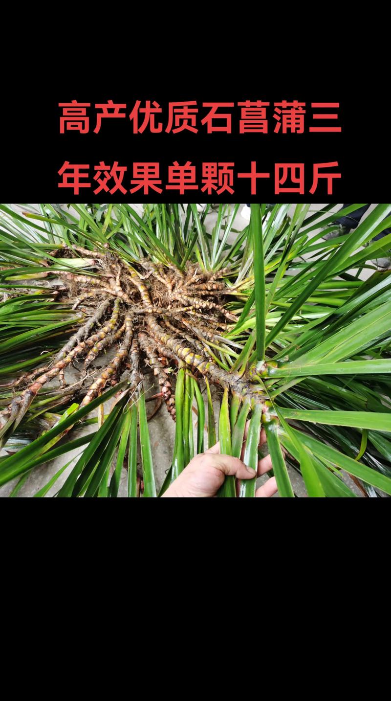 石菖蒲种植全攻略:亩产多少斤?盆栽地栽怎么养? 石菖蒲种植全攻略:亩产多少斤?盆栽地栽怎么养?
