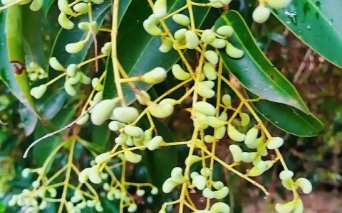 女贞子和酒女贞子区别解析：是同一种植物还是炮制工艺不同？